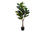 PLANTE ARTIFICIELLE - 47"H / FIGUIER INTERIEUR POT 5"