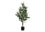 PLANTE ARTIFICIELLE - 47"H / ACACIA INTERIEUR POT 5"