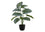PLANTE ARTIFICIELLE - 24"H / CALATHEA INTERIEUR POT 5"
