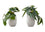 PLANTE ARTIFICIELLE - 2PCS / 8"H ALOCASIA / 5" POT CIMENT