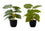 PLANTE ARTIFICIELLE - 2PCS / 13"H EPIPREMNUM / 4" POT