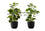 PLANTE ARTIFICIELLE - 2PCS / 14"H FICUS ELASTICA EN 4" POT
