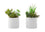 PLANTE ARTIFICIELLE - 2PCS / 7"H SUCCULENTE EN 3" POT EN CÉRAMIQUE