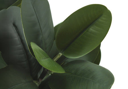 PLANTE ARTIFICIELLE - 31"H / GARCINIA INTERIEUR POT 7"