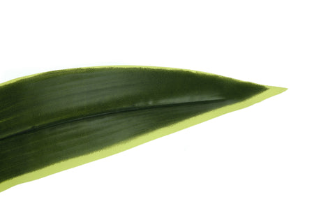 PLANTE ARTIFICIELLE - 47"H / DRAC&Aelig;NA INTERIEUR POT 5"
