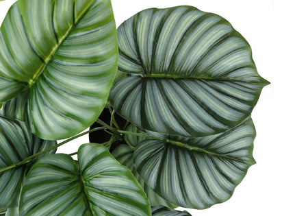 PLANTE ARTIFICIELLE - 24"H / CALATHEA INTERIEUR POT 5"
