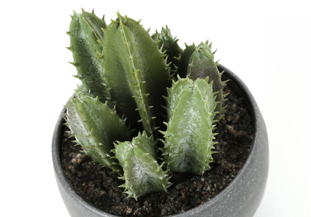 PLANTE ARTIFICIELLE - 3MCX / 6"H SUCCULENT POT GRIS 3"